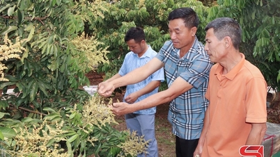 Người Hưng Yên nơi biên giới Sông Mã