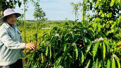 Cà phê Đồng Nai từng đạt năng suất hơn 5 tấn/hécta