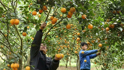 Effective exploitation of Cao Phong orange brand
