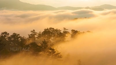 달랏의 구름 속을 헤매다