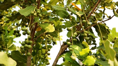 VPUB - Una delegación de la República Democrática Popular Lao visita un modelo de plantación de macadamia en el distrito de Dien Bien Dong