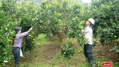 Phu Yen promotes the development of organic agriculture