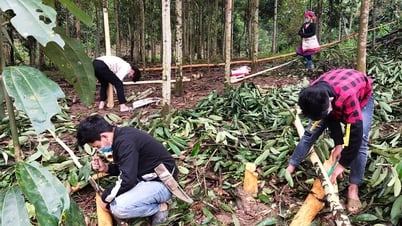 Phong Du Thuong promueve la fortaleza de la economía forestal