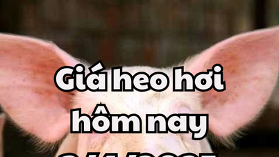 Giá heo hơi hôm nay 3/4/2025 miền Bắc tăng 2000, miền Nam đứng đầu