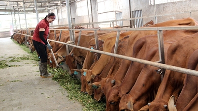 Bắc Giang: 3 đơn vị nhận danh hiệu Ngôi sao Hợp tác xã “CoopStar Awards” năm 2025