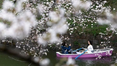 Cherry blossoms are blooming brilliantly all over the world