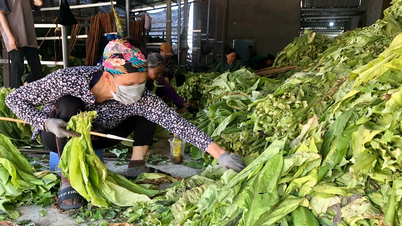 Krong Pa: Los agricultores están entusiasmados porque el tabaco tiene una buena cosecha y un buen precio.