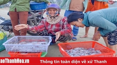 Ngư dân Quảng Xương ra khơi “săn” lộc biển dịp nghỉ lễ 30/4