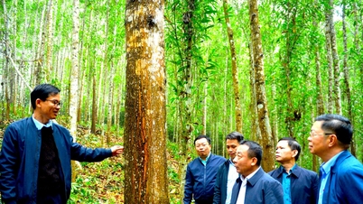 Die führende Einheit der Forstwirtschaft in Nghe An ist nach dem Fluss Hieu benannt.