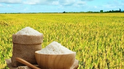 Rice price today April 30: Rice price remains unchanged