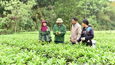 “Đảng viên đi trước” ở Đức Ninh