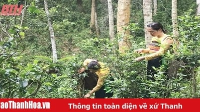 Chè Tán Ma Hiền Kiệt: Từ cây nhà lá vườn đến sản phẩm OCOP
