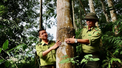 Vì mục tiêu "xanh hóa" ngành Lâm nghiệp