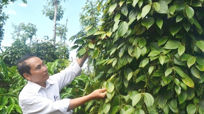Tín hiệu lạc quan của nông nghiệp Đắk Nông