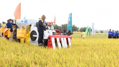 Hào hứng ngày hội thu hoạch lúa tại An Giang