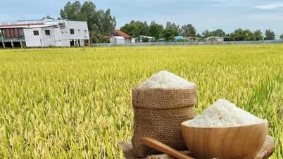 Giá lúa gạo hôm nay ngày 15/4: Biến động trái chiều
