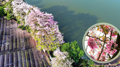[ภาพ] ฤดูสีชมพูสุดโรแมนติกที่เมืองบาเลา