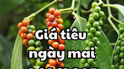 ព័ត៍មាន ការព្យាករណ៍តម្លៃម្រេច ថ្ងៃស្អែក ទី០៨ ខែមេសា ឆ្នាំ២០២៥ មាននិន្នាការកើនឡើងបន្តិច