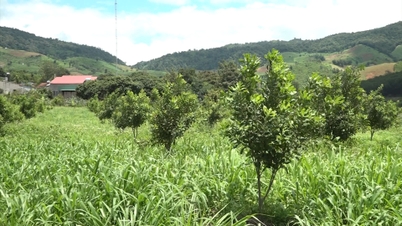 Kon Rẫy chú trọng phát triển cây mắc ca