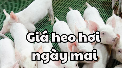 Tin tức, dự báo giá heo hơi ngày mai 8/4/2025 tiếp tục chuỗi ngày tăng