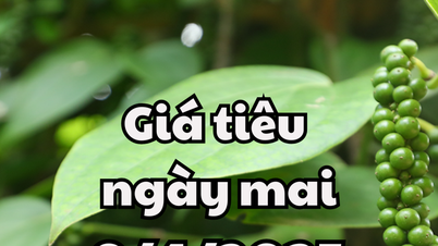 ព័ត៍មាន, ព្យាករណ៍​តម្លៃ​ម្រេច​នៅ​ថ្ងៃ​ស្អែក ទី​៩ ខែ​មេសា ឆ្នាំ​២០២៥ នឹង​ថយ​ចុះ​បន្តិច​មក​នៅ​ត្រឹម ១៤៨​ម៉ឺន