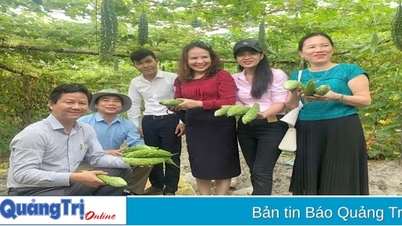 ប្រសិទ្ធភាព​នៃ​ការ​ដាំ​ឪឡឹក​តាម​វិធី​កសិកម្ម​ធម្មជាតិ​នៅ​ឃុំ Hai Duong