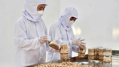 Hợp tác xã Vietnam Napro: Liên kết sản xuất, đa dạng hóa sản phẩm - Báo và Đài Phát thanh Truyền hình Lạng Sơn