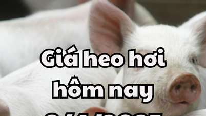 Le prix du porc aujourd'hui, le 8 avril 2025, reste stable dans les 3 régions du pays