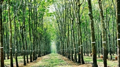 Giá cao su hôm nay 8/4/2025: Tiếp tục giảm mạnh