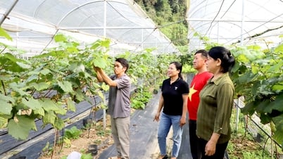 Sở Nông nghiệp và Môi trường vững mạnh sau sáp nhập