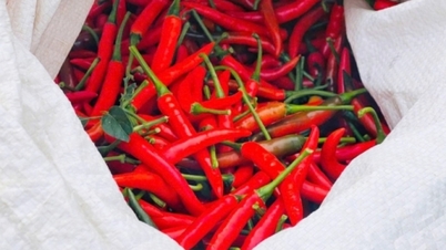 Chili-Preise steigen aufgrund des starken Konsums in China um das Zehnfache