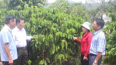 Cooperatives in Dak Nong promote green transformation