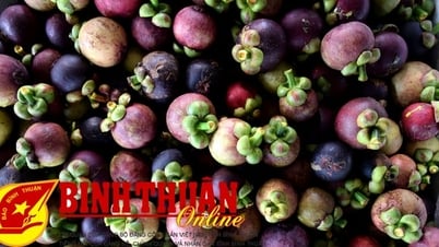 Tourists and early season mangosteen and durian