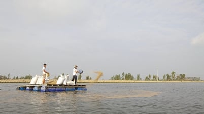 Pangasius production value by 2030 will reach 13,056 billion VND
