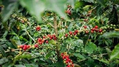 Giá cà phê hôm nay 1/5/2025: Tăng mạnh trở lại