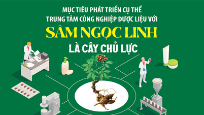 Specific goal of developing a medicinal plant industry center with Ngoc Linh ginseng as the main crop