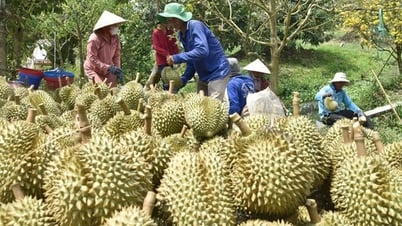 Construyendo una cadena de eslabones en el almacén de frutas de Occidente