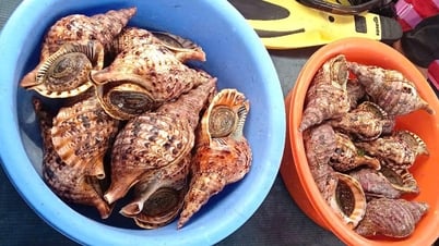 General inspection of floating rafts on Nha Trang Bay: Campaign to release 21 rare conchs back into the sea