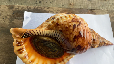A restaurant voluntarily released 21kg of rare snails into the sea.