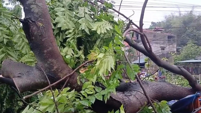 Los árboles y los techos de chapa ondulada se derrumbaron en la provincia de Tuyen Quang debido al viento y la lluvia.