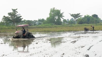 Sóc Trăng triển khai sản xuất lúa Hè - Thu năm 2025