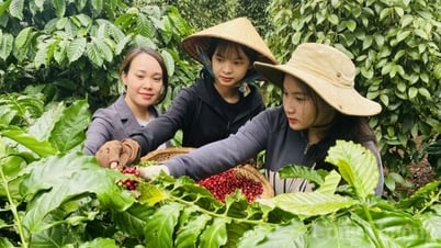 តម្លៃកាហ្វេថ្ងៃនេះ 05/10/2025 តម្លៃក្នុងស្រុកកើនឡើងបន្តិច