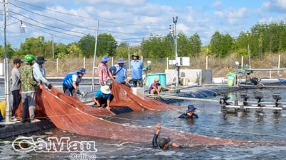 Nuôi tôm không xả thải - Hướng đi mới, hiệu quả