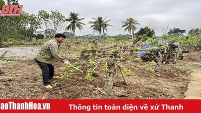 Tho Tan ផ្តោតលើការអភិវឌ្ឍន៍សេដ្ឋកិច្ច បង្កើនប្រាក់ចំណូលជូនប្រជាជន