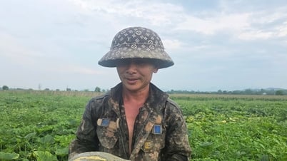 Nông dân Nghệ An thu nhập khá từ trồng bầu mật 'khổng lồ'