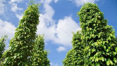 Pfefferpreis heute 10.05.2025: Hoher Preis halten