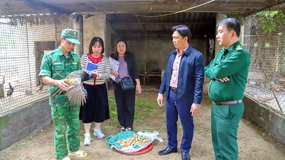 Khi chim trĩ "bén duyên" đất cát ven biển