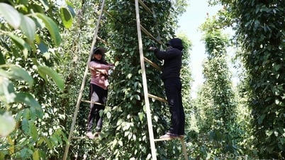 តម្លៃម្រេចថ្ងៃនេះ 05/10/2025 តម្លៃក្នុងស្រុកនៅតែខ្ពស់។