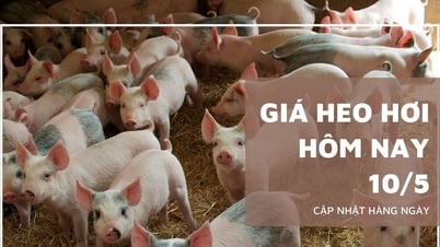 Giá heo hơi hôm nay 10/5: Ba miền ổn định, Long An giữ giá...
