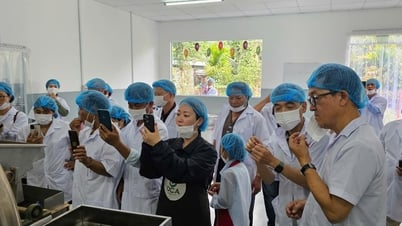 Tìm cơ hội hợp tác phát triển ca cao hữu cơ